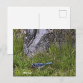 Blue Jay Bird Foto Postcard Postkarte (Vorne/Hinten)