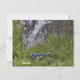 Blue Jay Bird Foto Postcard Postkarte