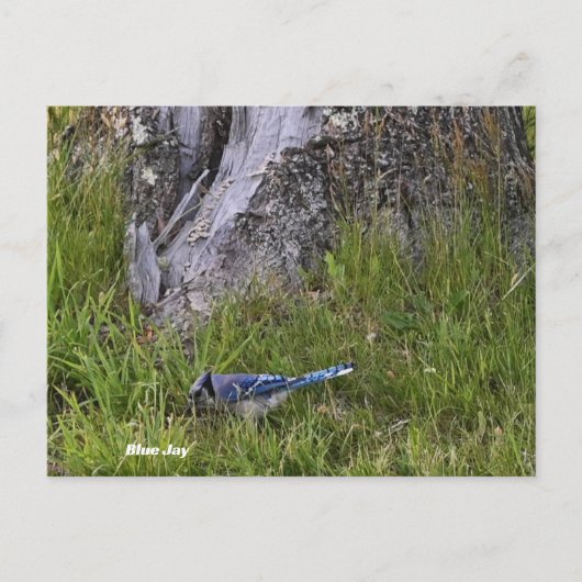Blue Jay Bird Foto Postcard Postkarte (Vorderseite)