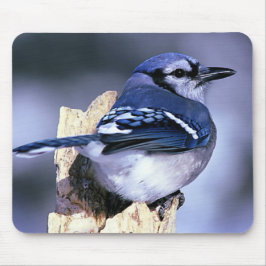 Blue Jay Bird Liebhaber Mousepad
