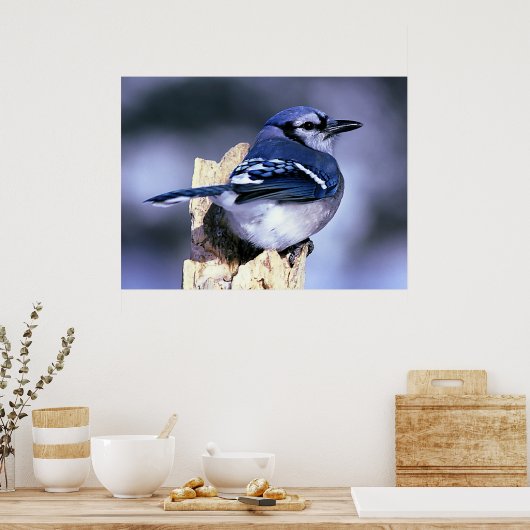 Blue Jay Bird Liebhaber Poster (Küche)