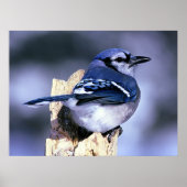 Blue Jay Bird Liebhaber Poster (Vorne)