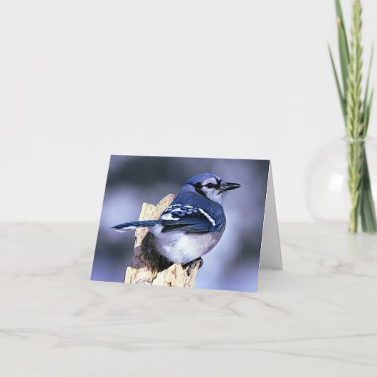 Blue Jay Bird Lovers Karte (Vorderseite)