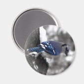 Blue Jay Bird Magnet (Vorderseite/Rückseite)