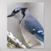 Blue Jay Bird Poster (Vorne)