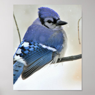Blue Jay Bird Poster