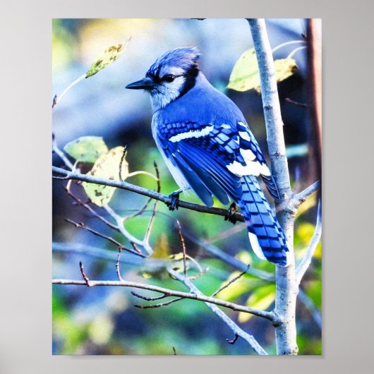 Blue Jay Bird Poster (Vorne)