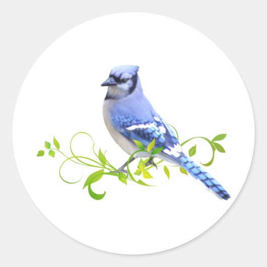 Blue Jay Bird Runder Aufkleber (Vorderseite)