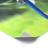 Blue Jay Birds Backyard Bird Feeder Poster Foto (Ecke)