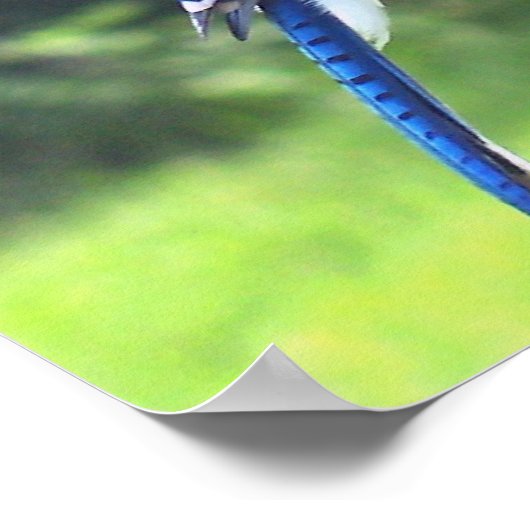 Blue Jay Birds Backyard Bird Feeder Poster Foto (Ecke)