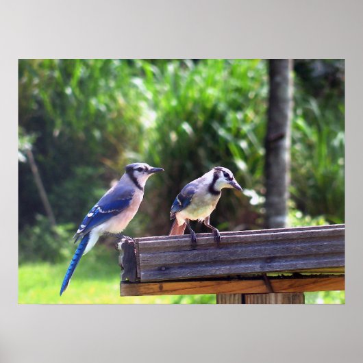 Blue Jay Birds Backyard Bird Feeder Poster Foto (Vorne)