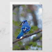 Blue Jay Briefpapier (Vorne/Hinten)