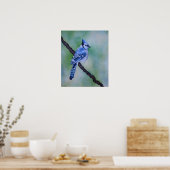 Blue Jay Canvas Print Poster (Küche)