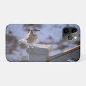 Blue Jay Case-Mate iPhone Hülle (Rückseite (Horizontal))