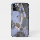 Blue Jay Case-Mate iPhone Hülle (Rückseite)