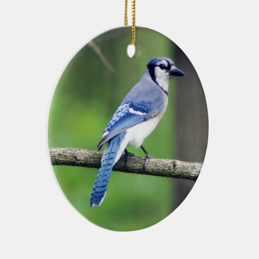 Blue Jay Christmas Ornament (Rechts)