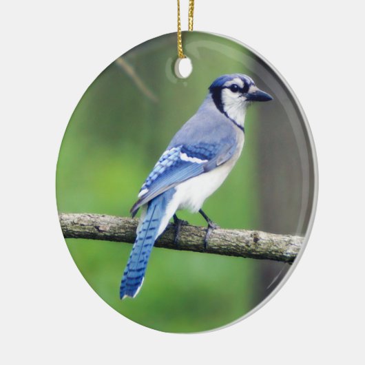 Blue Jay Christmas Ornament (Links)