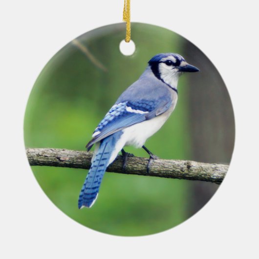 Blue Jay Christmas Ornament (Hinten)