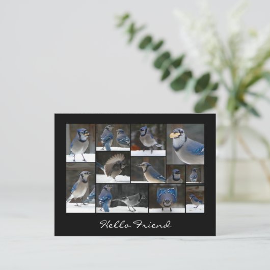 Blue Jay Collage Postcard Postkarte (Stehend Vorderseite)