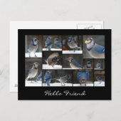 Blue Jay Collage Postcard Postkarte (Vorne/Hinten)