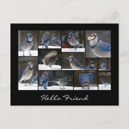 Blue Jay Collage Postcard Postkarte (Vorderseite)