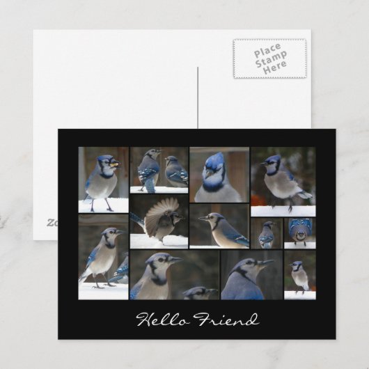 Blue Jay Collage Postcard Postkarte (Vorne/Hinten)