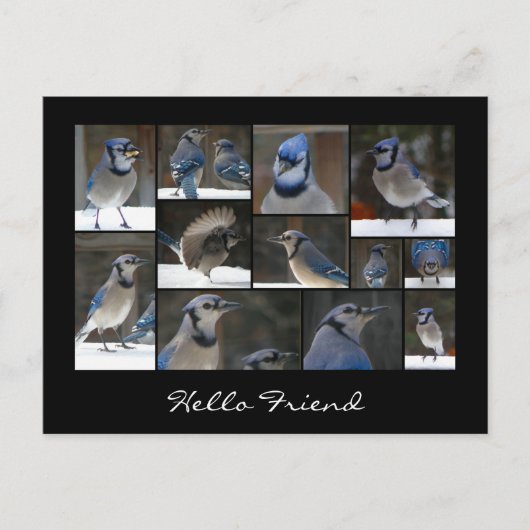 Blue Jay Collage Postcard Postkarte (Vorderseite)
