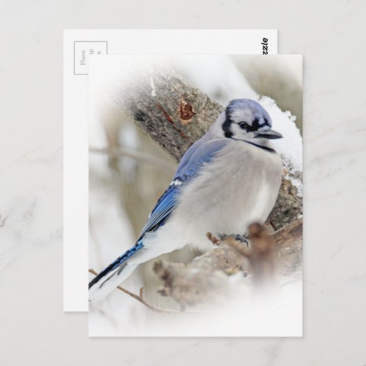 Blue Jay Cyanocitta cristata Postkarte (Vorne/Hinten)