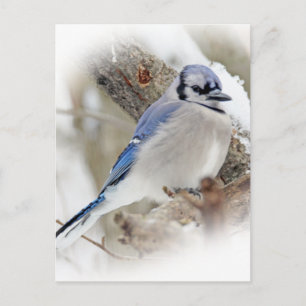 Blue Jay Cyanocitta cristata Postkarte