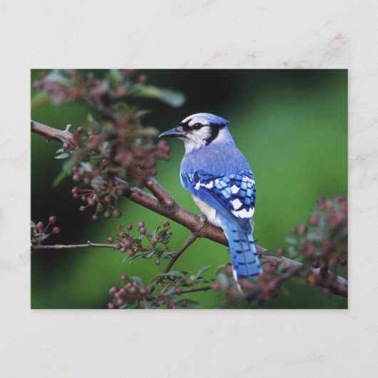 Blue Jay, Cyaoncitta cristata 2 Postkarte (Vorderseite)
