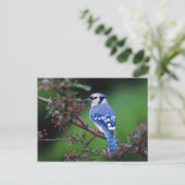 Blue Jay, Cyaoncitta cristata 2 Postkarte (Stehend Vorderseite)