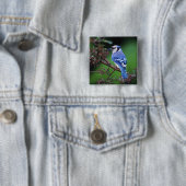 Blue Jay, Cyaoncitta cristata Button (Beispiel)