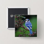 Blue Jay, Cyaoncitta cristata Button (Vorne & Hinten)