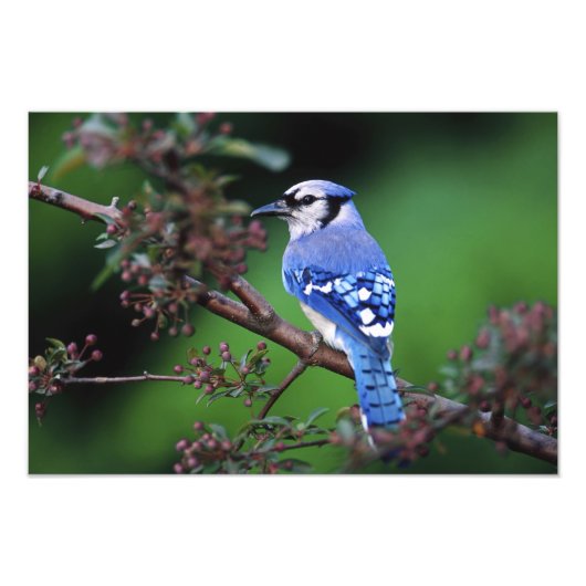 Blue Jay, Cyaoncitta cristata Fotodruck (Vorne)
