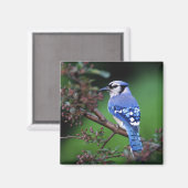 Blue Jay, Cyaoncitta cristata Magnet (Vorderseite/Rückseite)