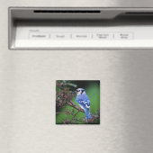 Blue Jay, Cyaoncitta cristata Magnet (In Situ (Geschirrspüler))