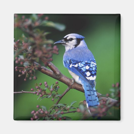 Blue Jay, Cyaoncitta cristata Magnet (Vorne)