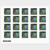 Blue Jay, Cyaoncitta cristata Quadratischer Aufkleber (Blatt)