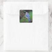 Blue Jay, Cyaoncitta cristata Quadratischer Aufkleber (Tasche)