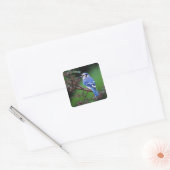Blue Jay, Cyaoncitta cristata Quadratischer Aufkleber (Umschlag)