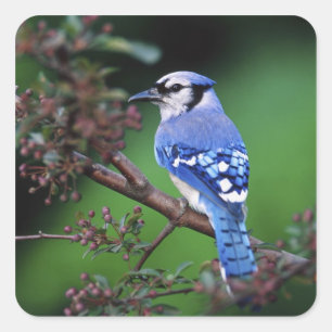Blue Jay, Cyaoncitta cristata Quadratischer Aufkleber