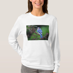 Blue Jay, Cyaoncitta cristata T-Shirt