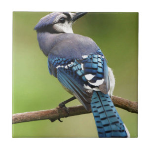 Blue Jay denkt an deine Freundin Mama Papa Fliese
