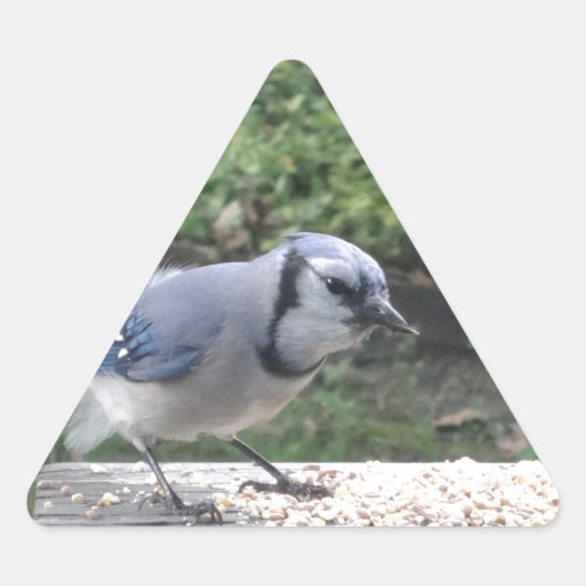 Blue Jay Dreieckiger Aufkleber (Vorderseite)