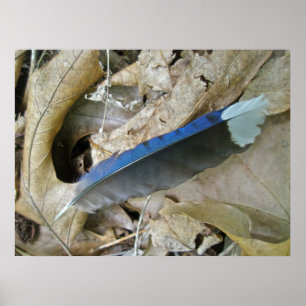 Blue Jay Feather Coordinating Items Poster