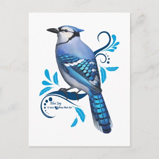 Blue Jay Feiertagspostkarte (Vorderseite)