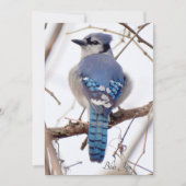 Blue Jay Flat Card (Vorderseite)