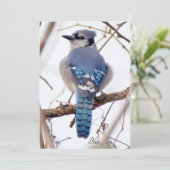 Blue Jay Flat Card (Stehend Vorderseite)