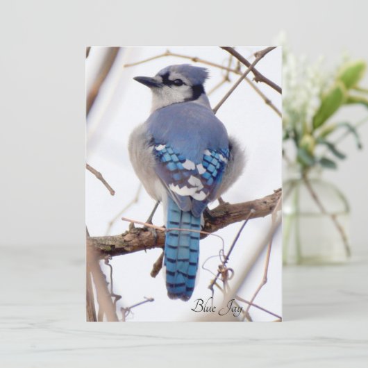 Blue Jay Flat Card (Stehend Vorderseite)