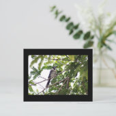 Blue Jay Foto Postcard Postkarte (Stehend Vorderseite)